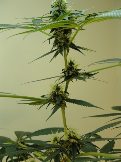 chron 003.jpg